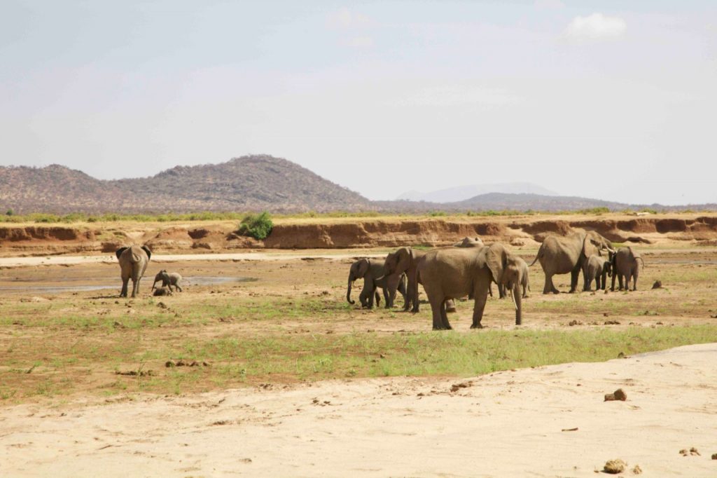 Elephants in the river near Sasaab Lodge 