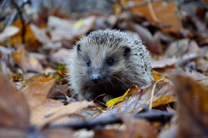 Hedgehog in autumn leaves, liz earle wellbeing