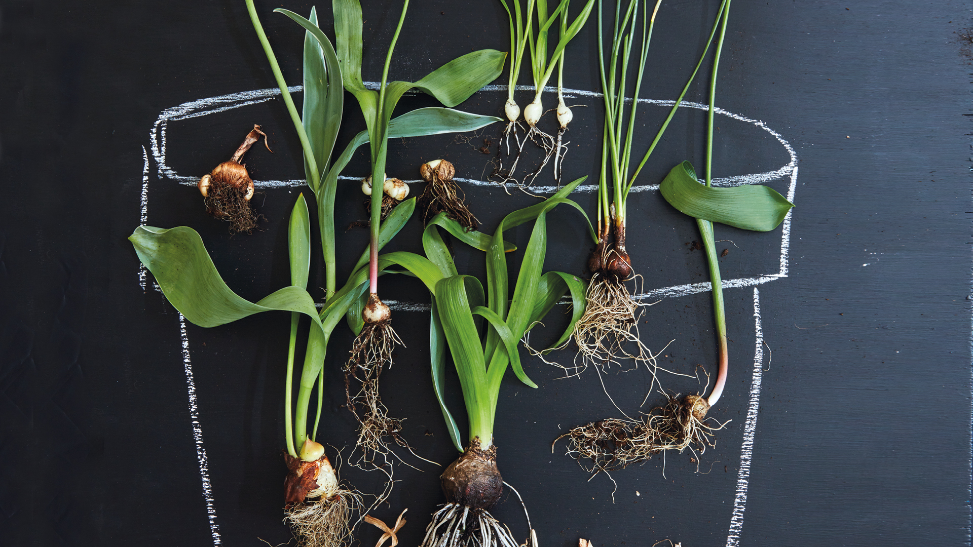 The best time to plant your bulbs Liz Earle Wellbeing