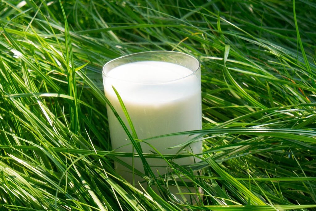 What is lactoferrin? Everything you need to know