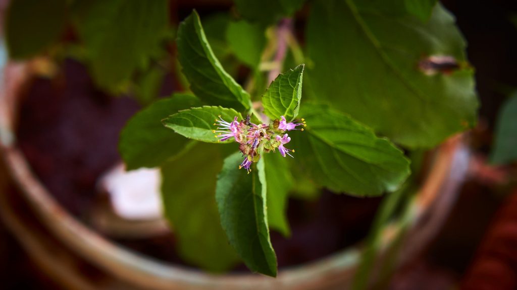 The benefits of holy basil explained Liz Earle Wellbeing