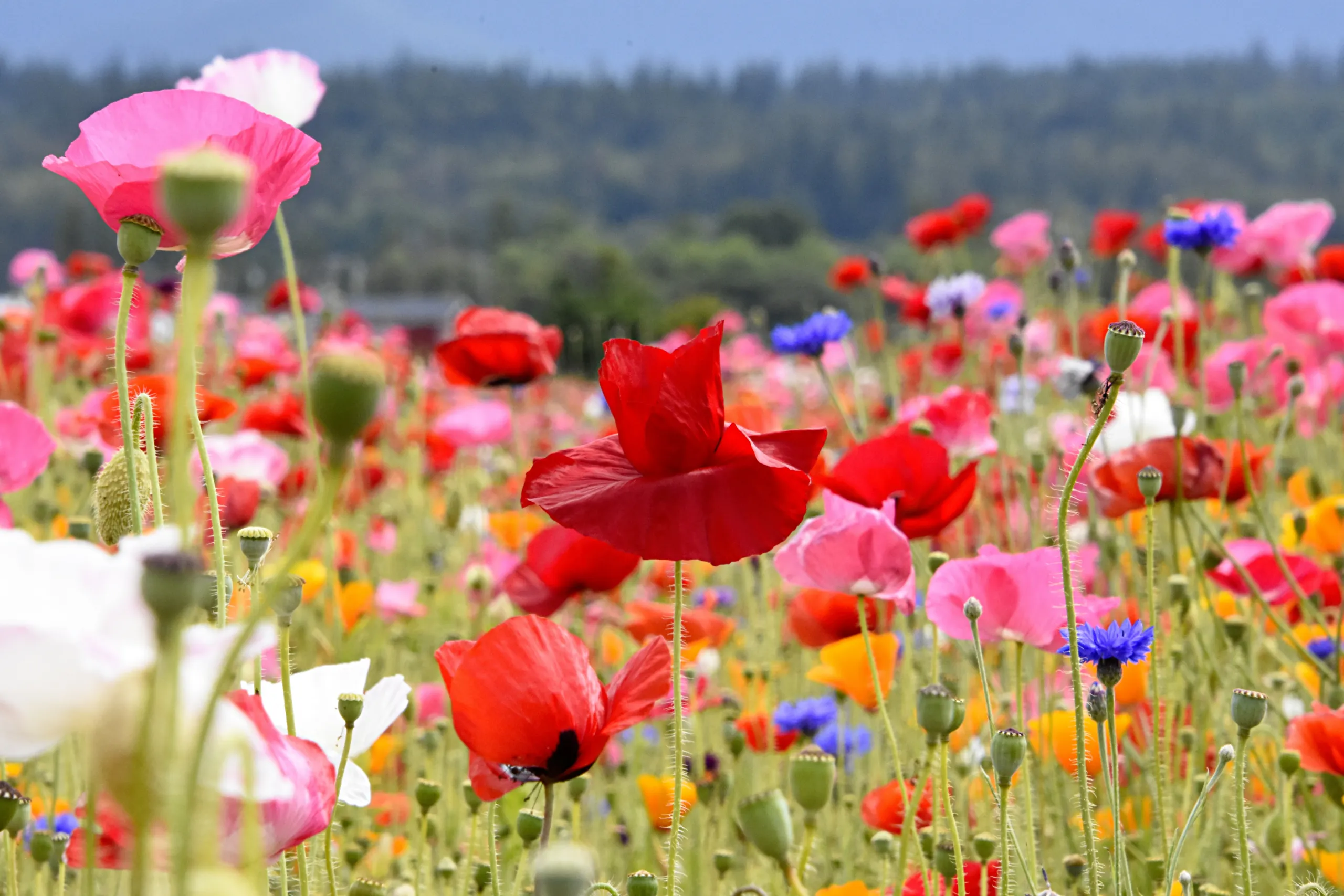 11 ways to stay symptom-free this hay fever season