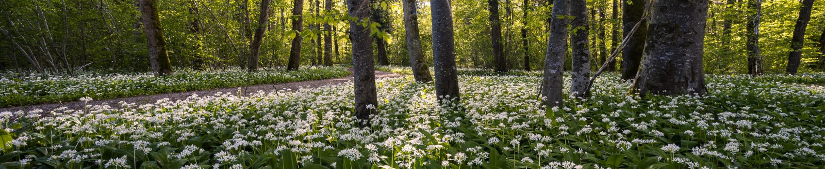 Wild garlic