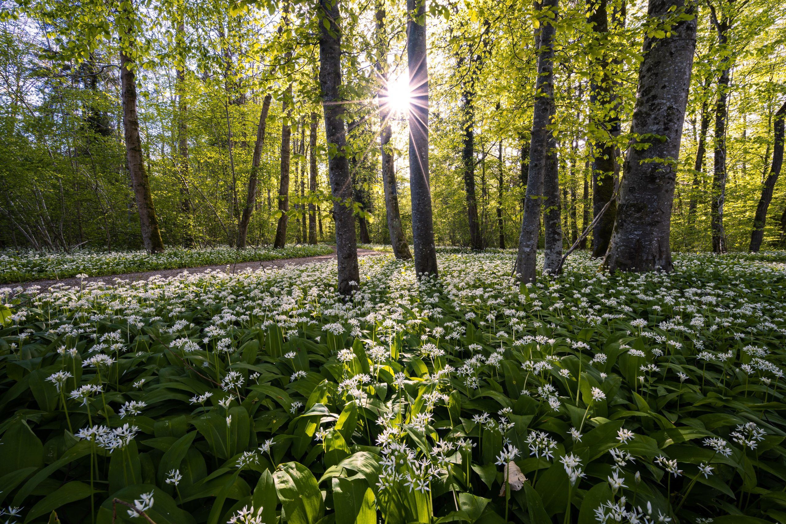 The impressive health benefits of wild garlic