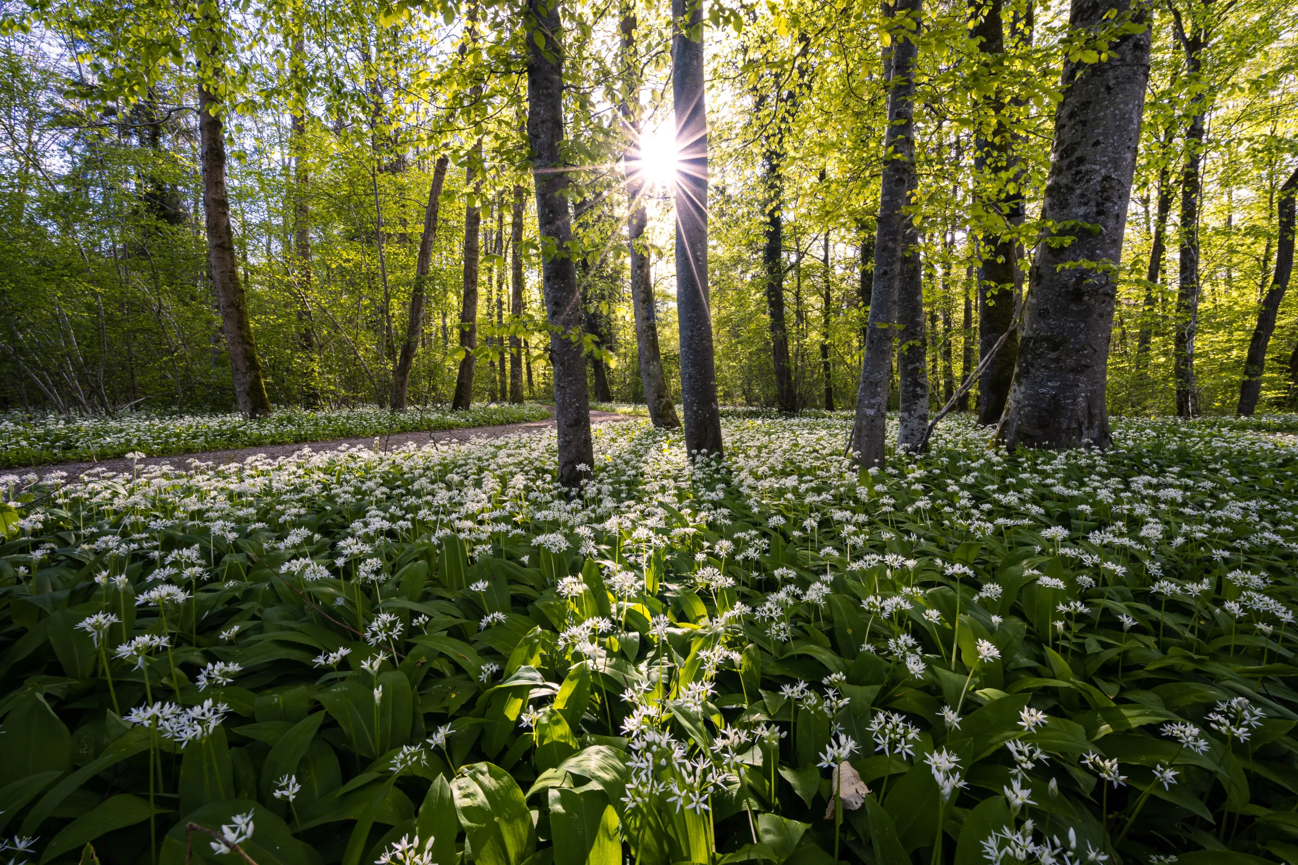 The impressive health benefits of wild garlic