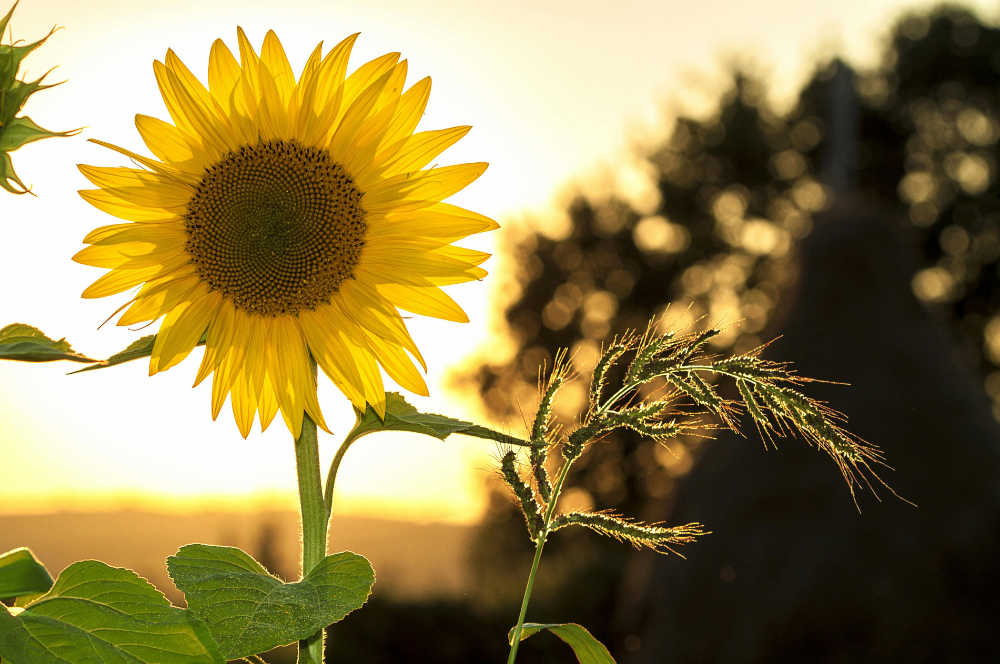 Natural insect repellents and hacks